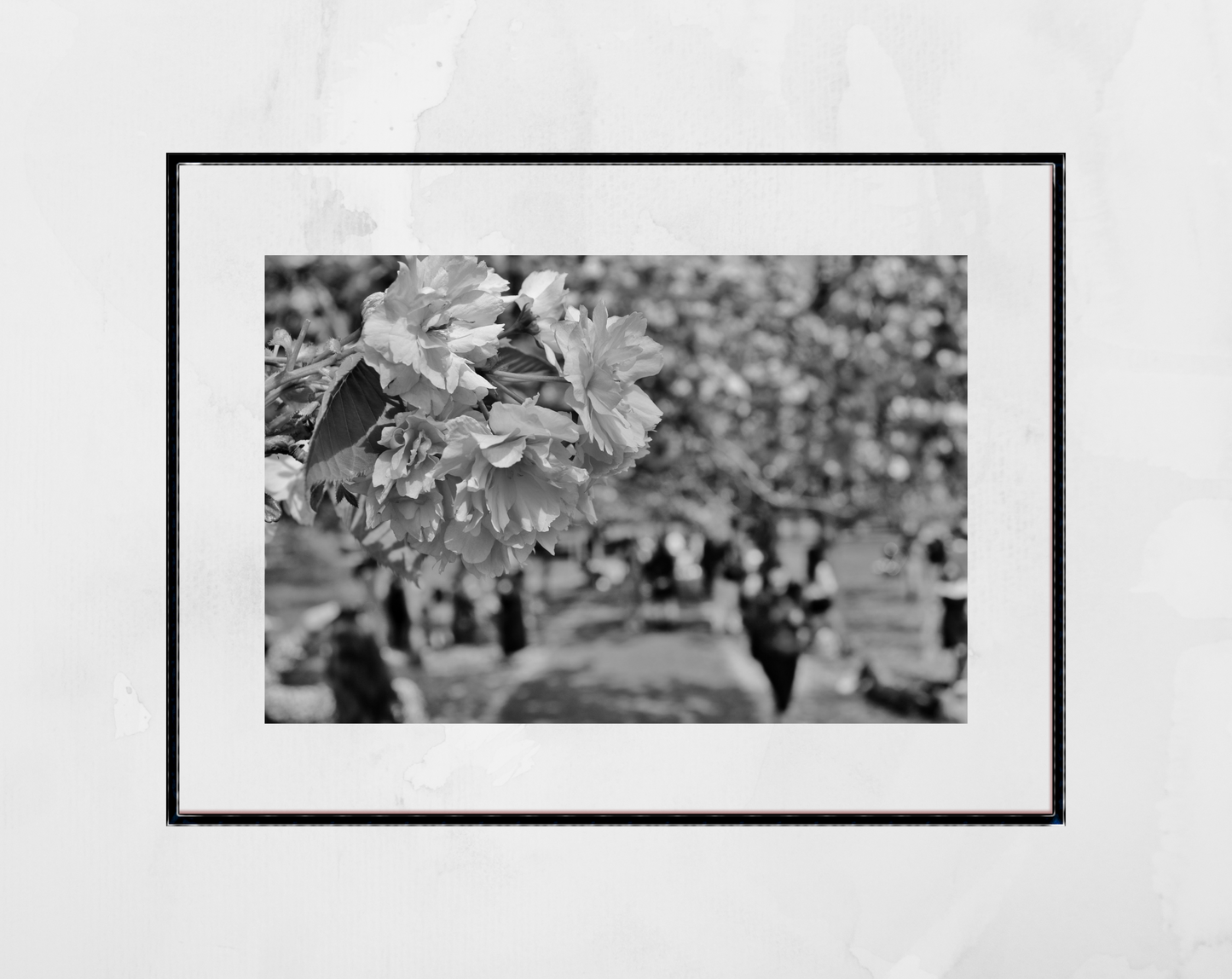 Cherry Blossom Print Greenwich Park London Black And White Photography
