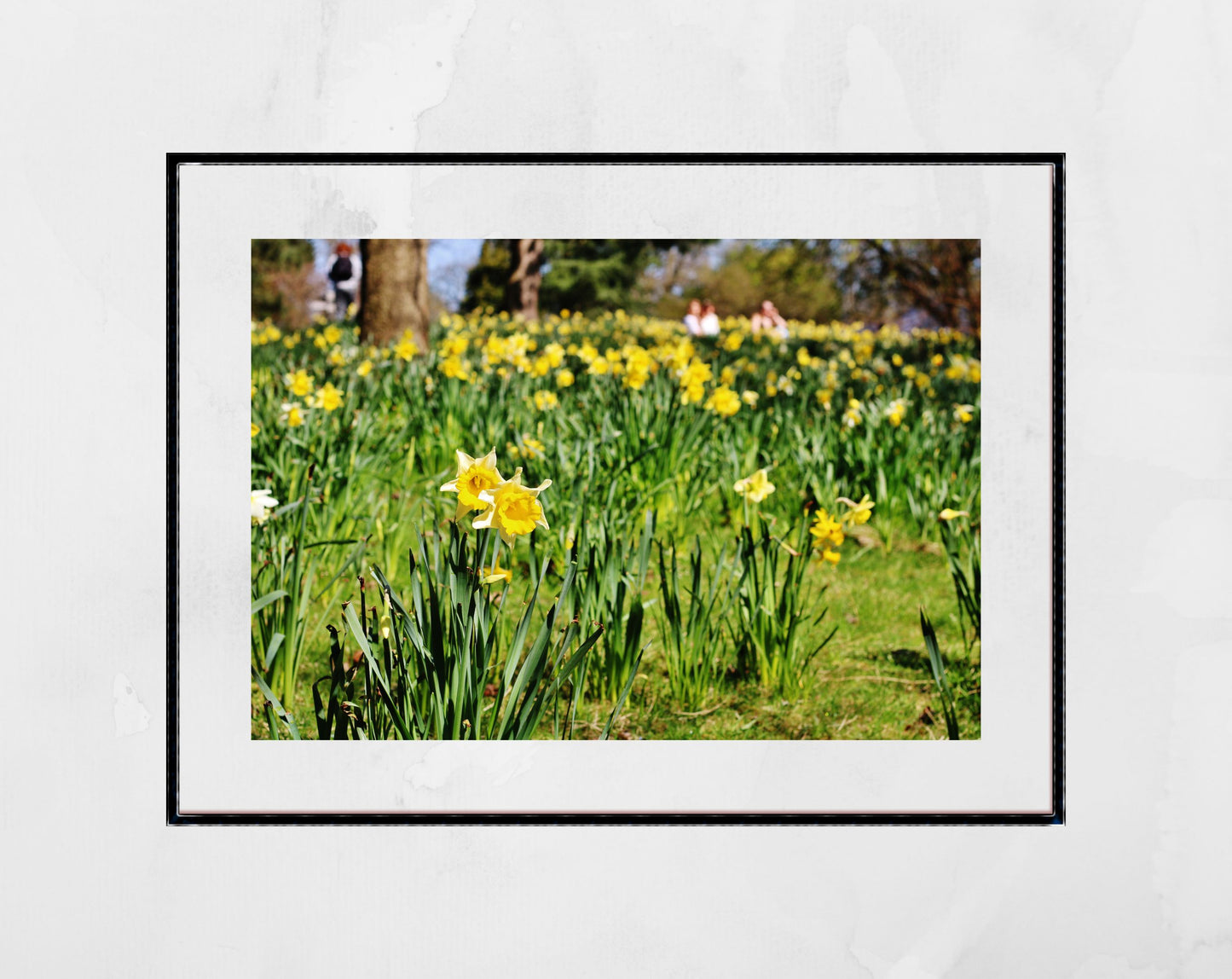 Daffodil Art Glasgow Botanic Gardens Photography Print