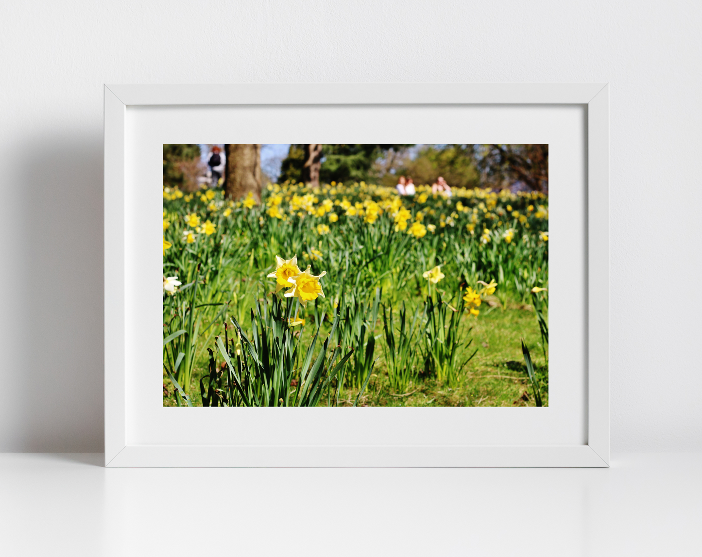Daffodil Art Glasgow Botanic Gardens Photography Print