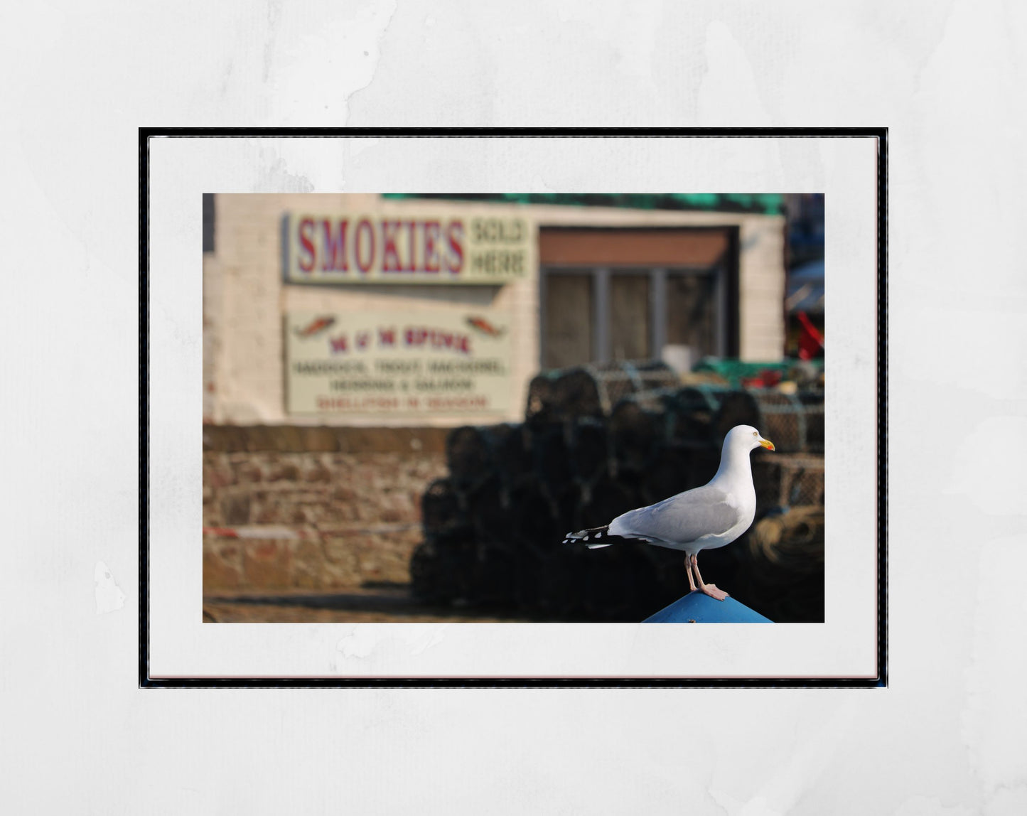 Arbroath Scotland Photography Print Seagull Wall Art
