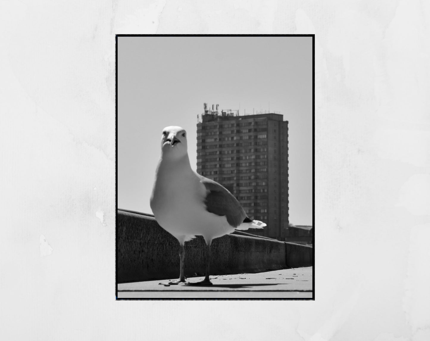 Margate Black And White Photography Print Seagull Wall Art