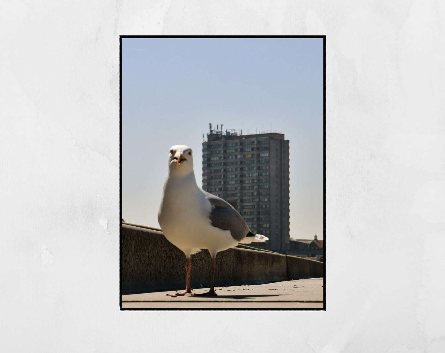 Margate Photography Print Seagull Wall Art