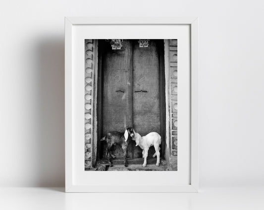 Goat Picture Black And White Varanasi India Poster