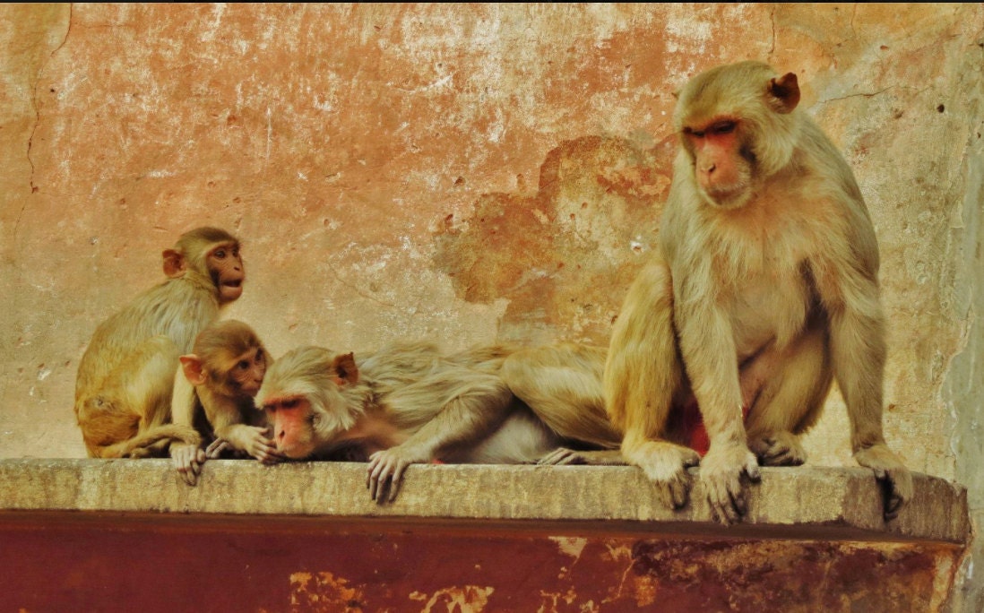 Monkey Picture Jaipur India Wall Art