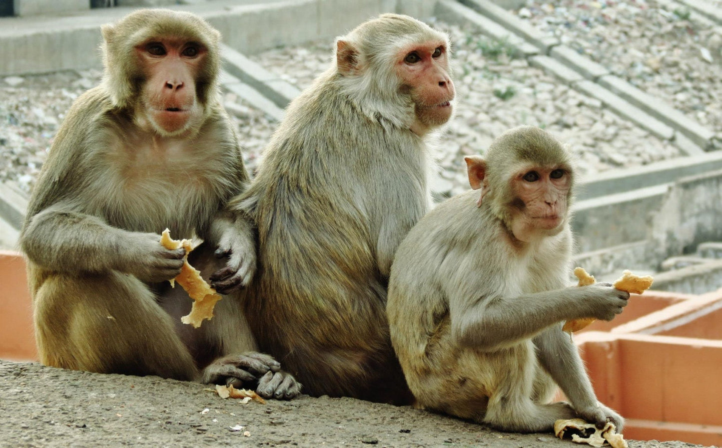 Monkeys Poster Jaipur Wall Art