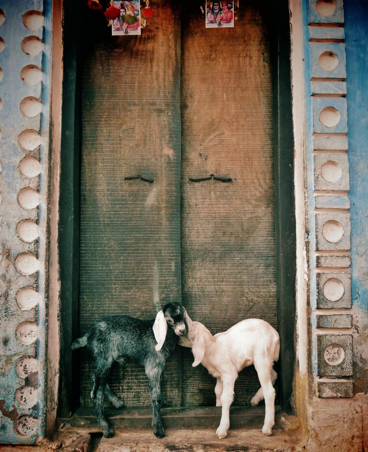 Goat Photography Varanasi India Wall Art
