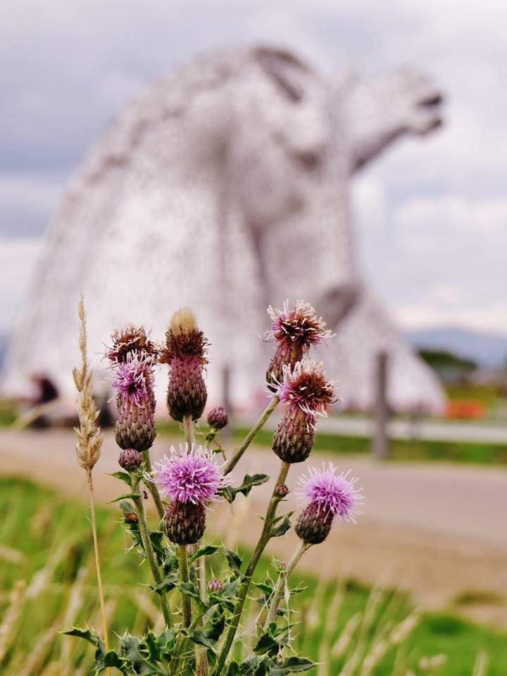 Scotland Photography Falkirk Kelpies Scottish Thistle Print