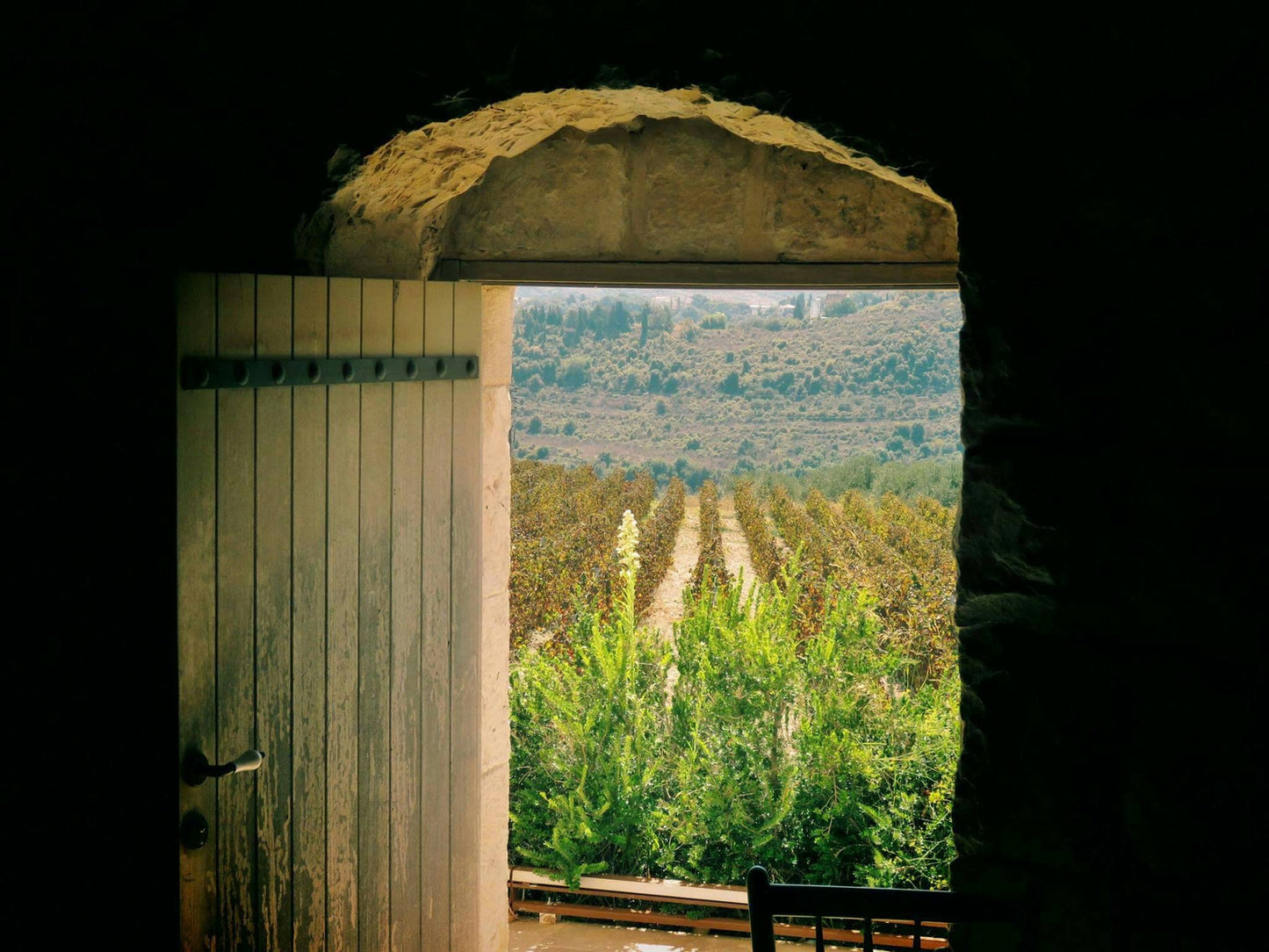 Batroun Lebanon Vineyard Photography Print