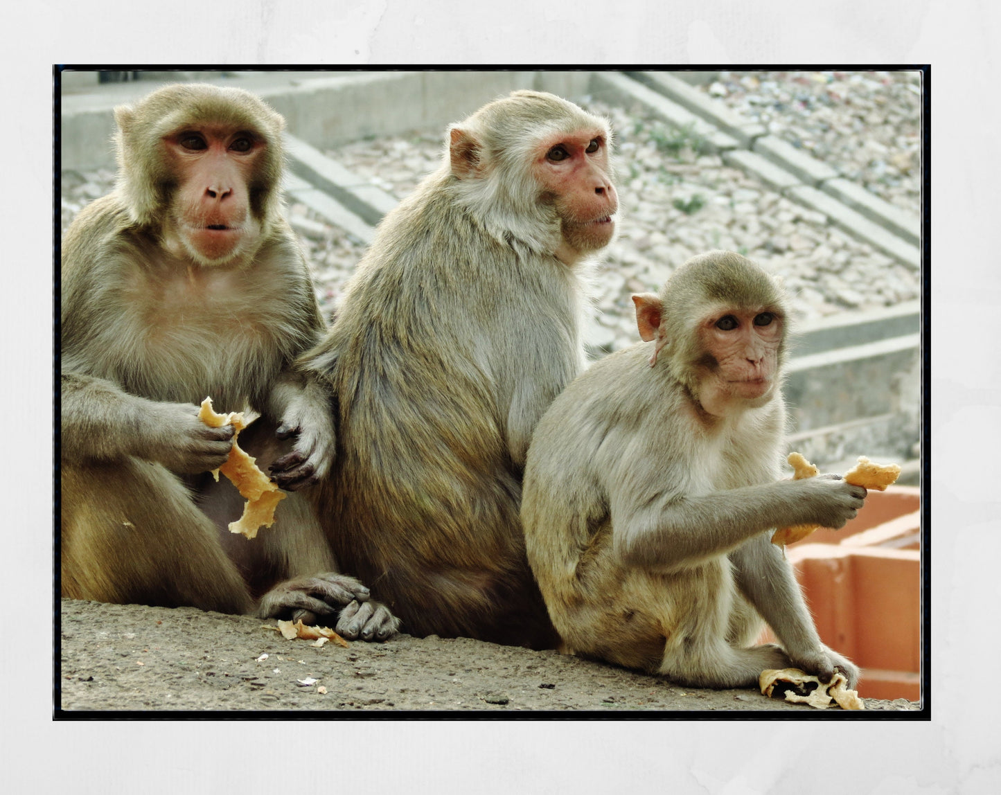 Monkeys Poster Jaipur Wall Art