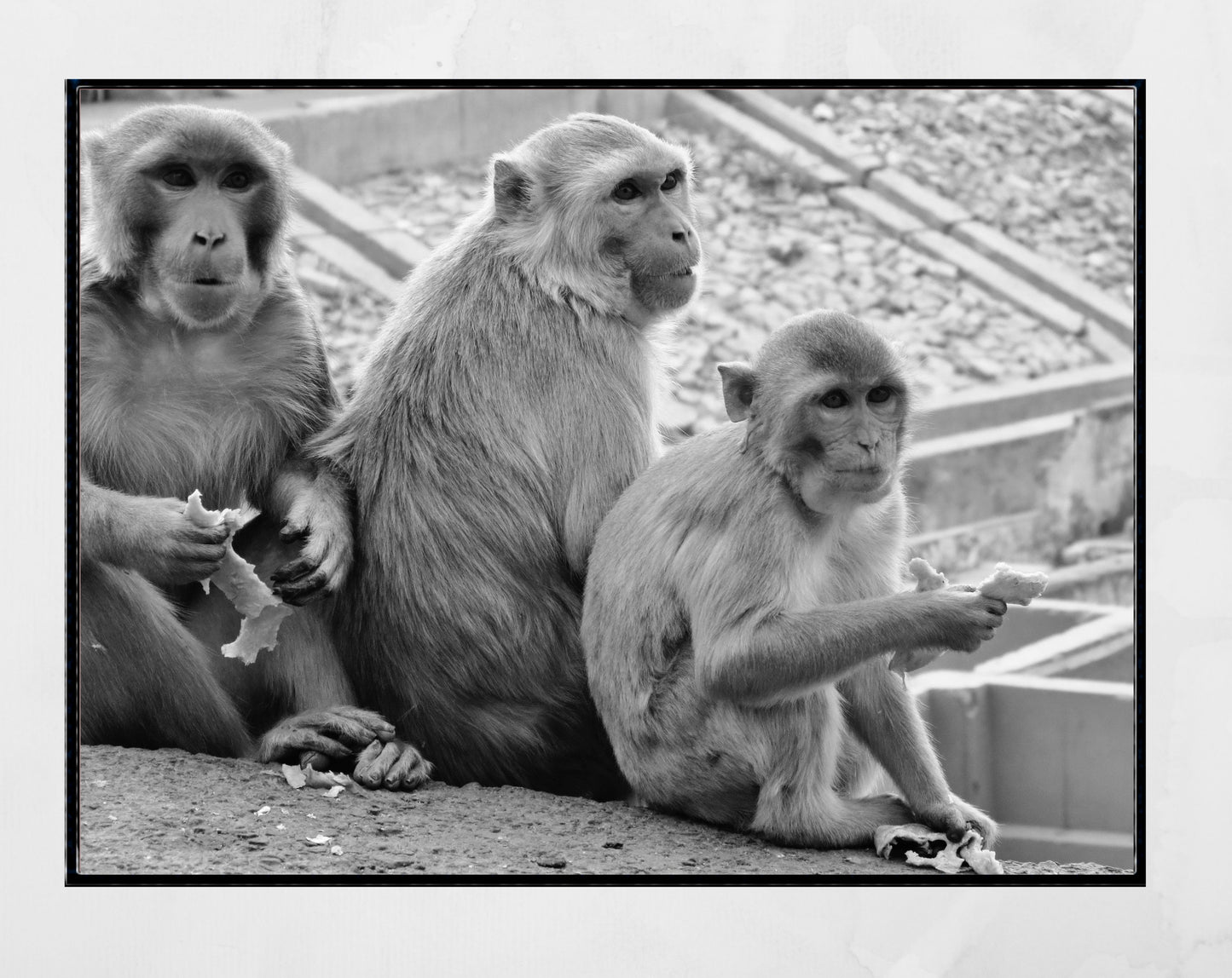 Monkeys Poster Jaipur Black And White Wall Art