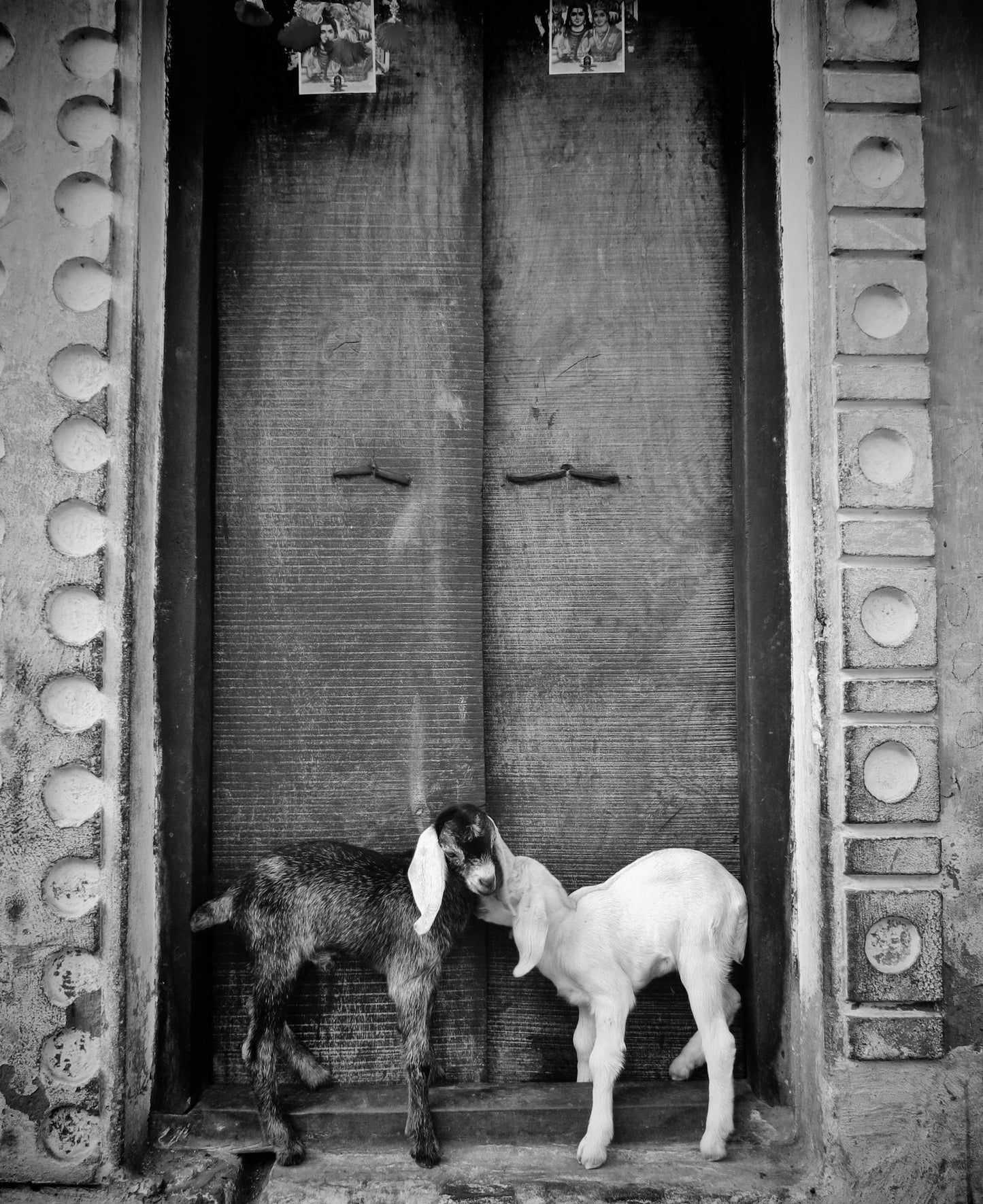 Goat Picture Black And White Varanasi India Poster