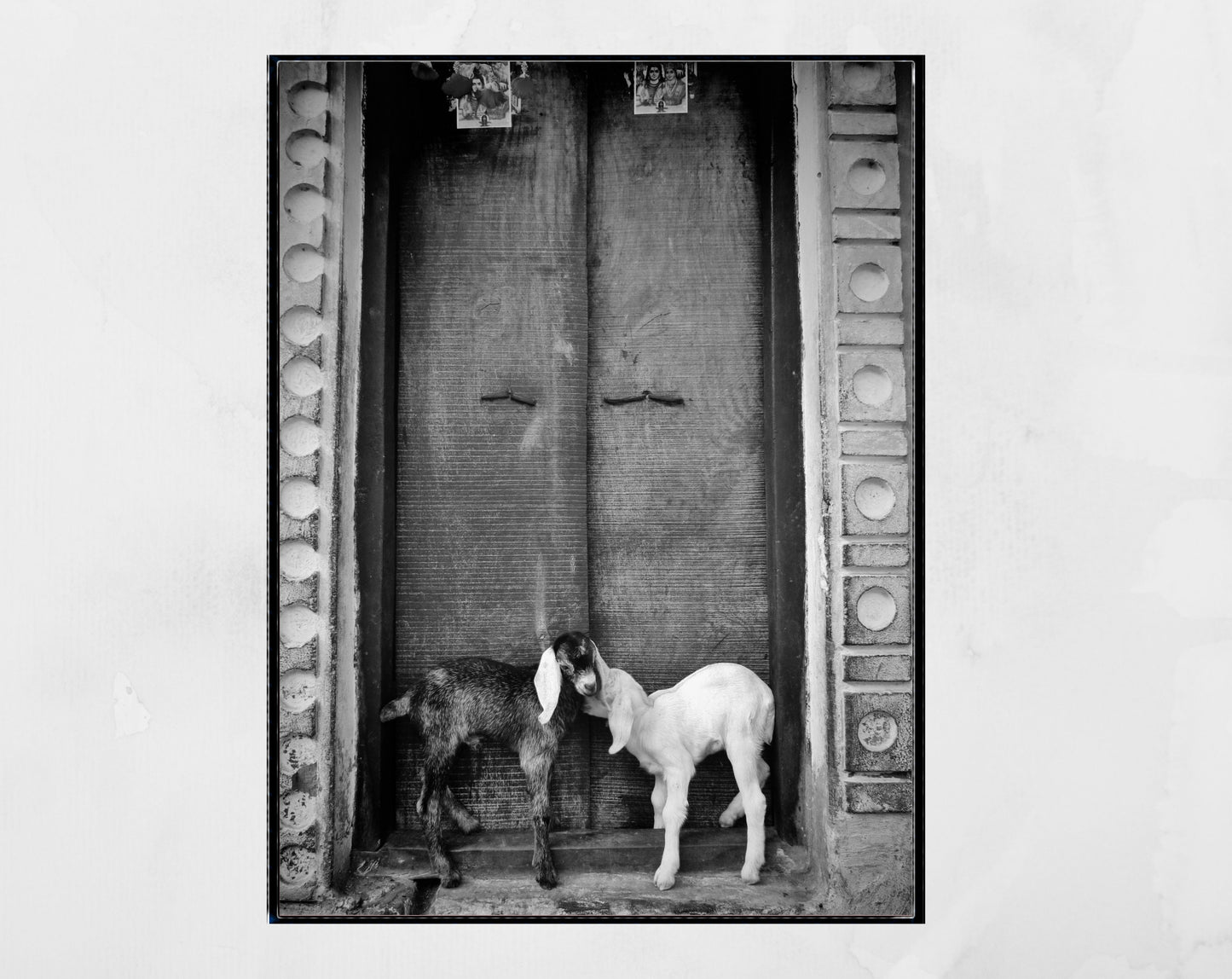Goat Picture Black And White Varanasi India Poster