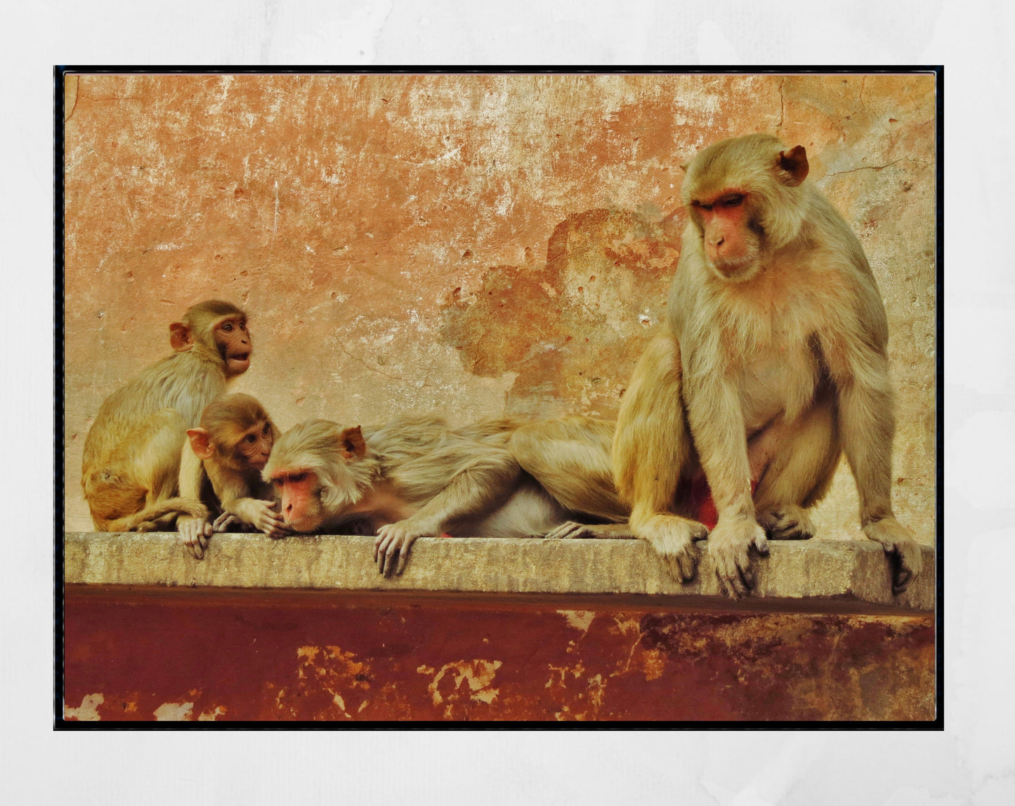 Monkey Picture Jaipur India Wall Art