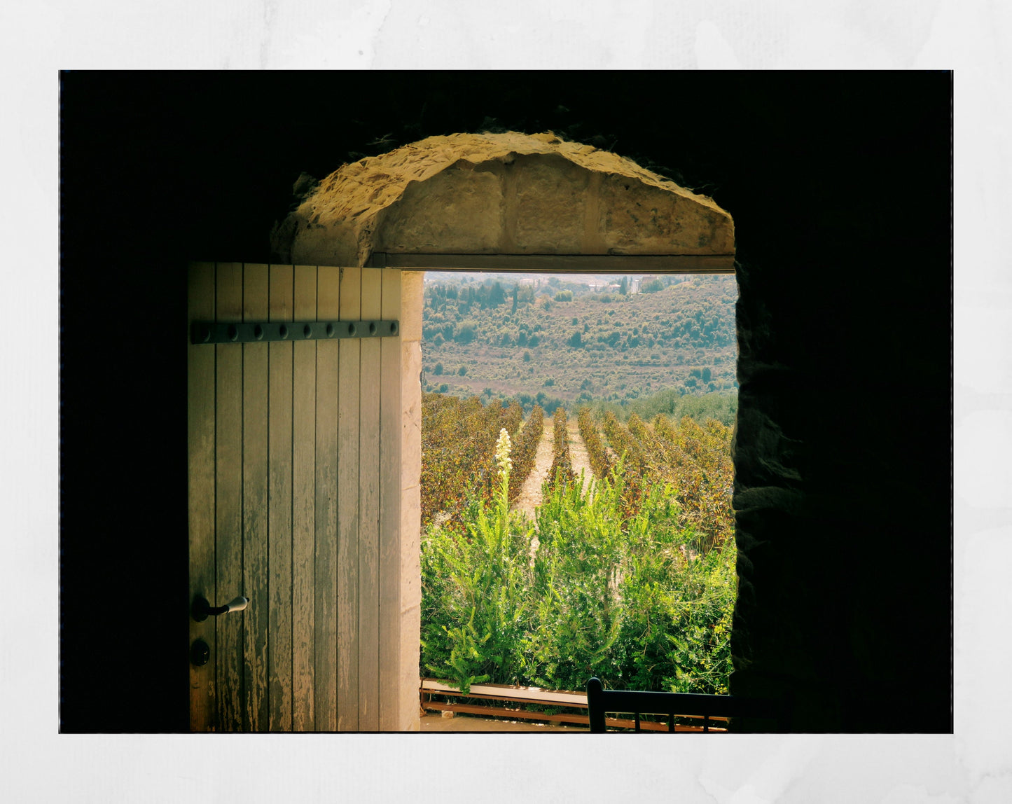 Batroun Lebanon Vineyard Photography Print