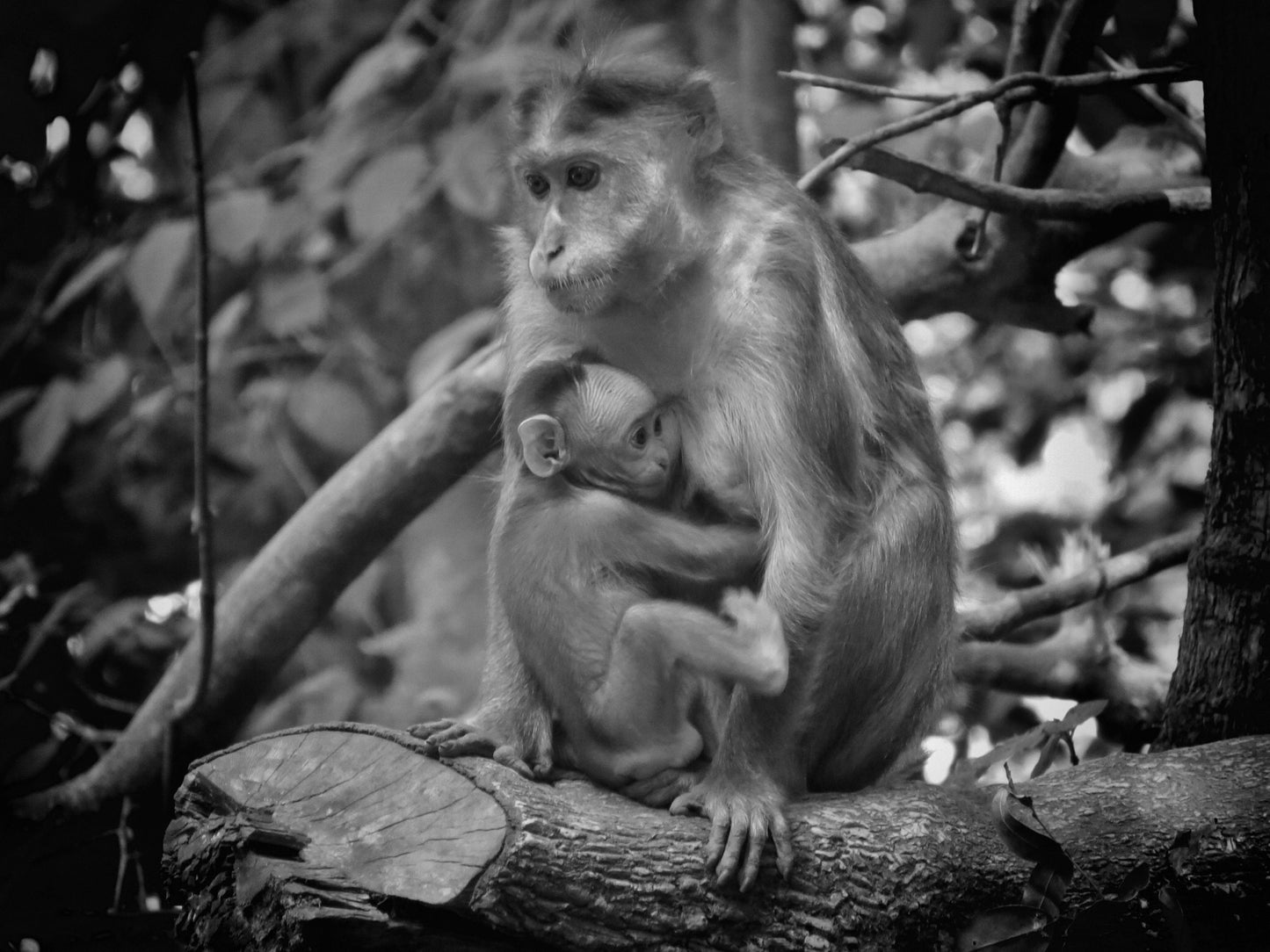 Baby Monkey Print Mother And Child Art