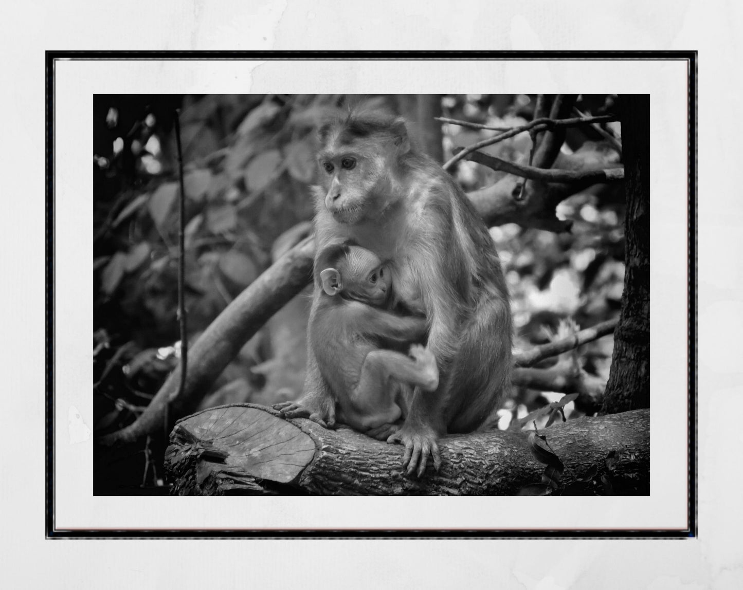 Baby Monkey Print Mother And Child Art