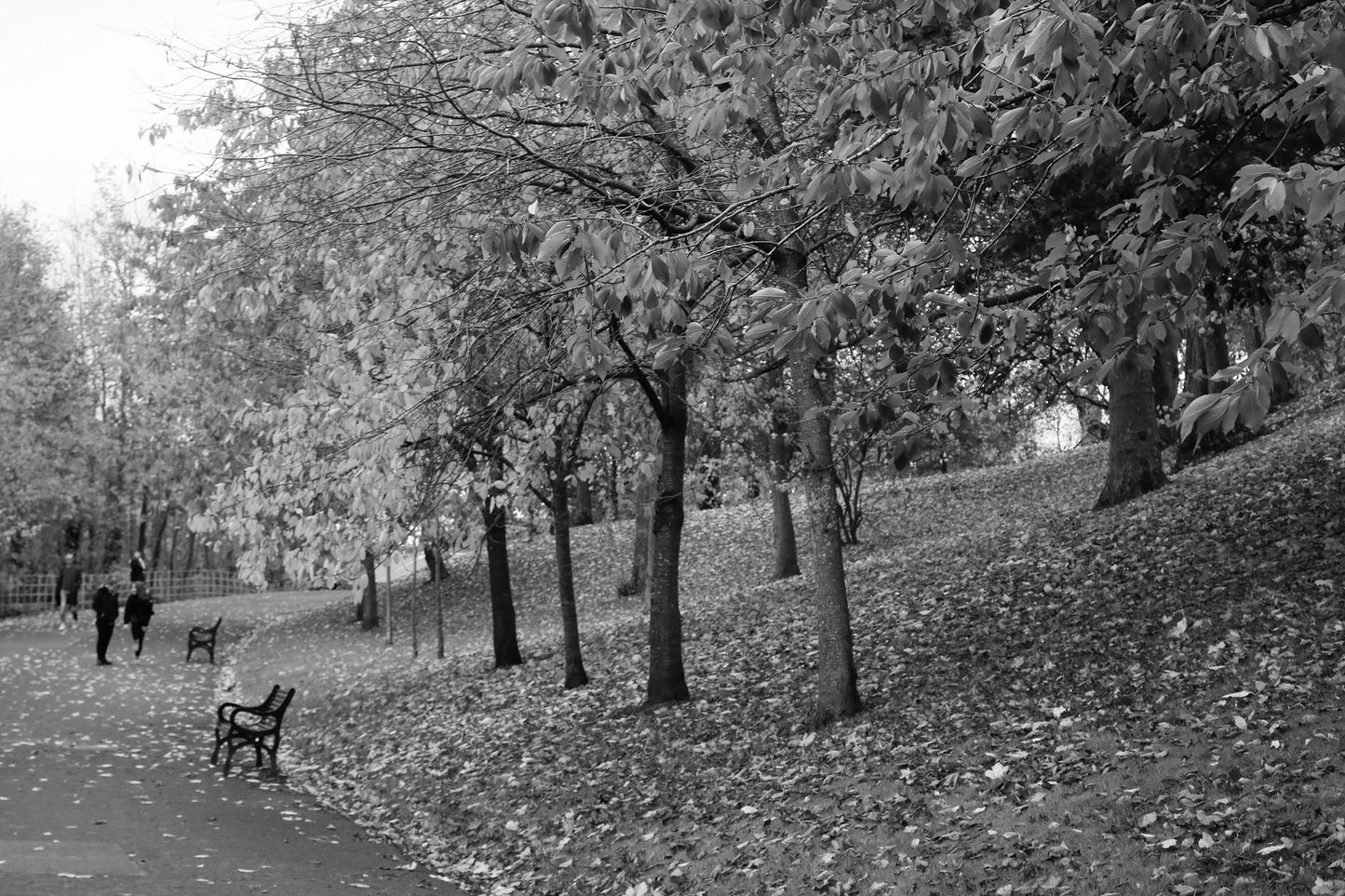 Kelvingrove Park Glasgow Black And White Photography Print