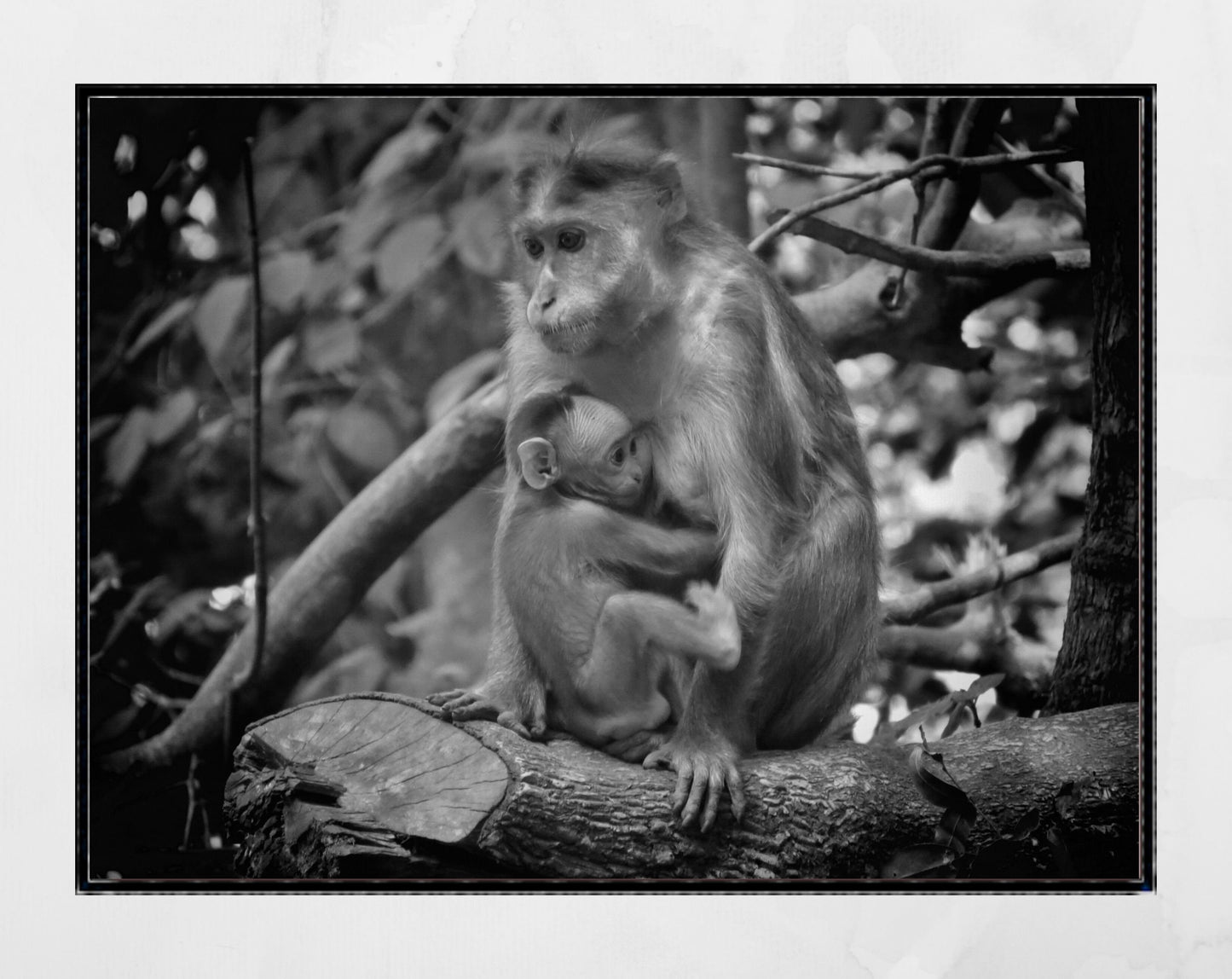 Baby Monkey Print Mother And Child Art