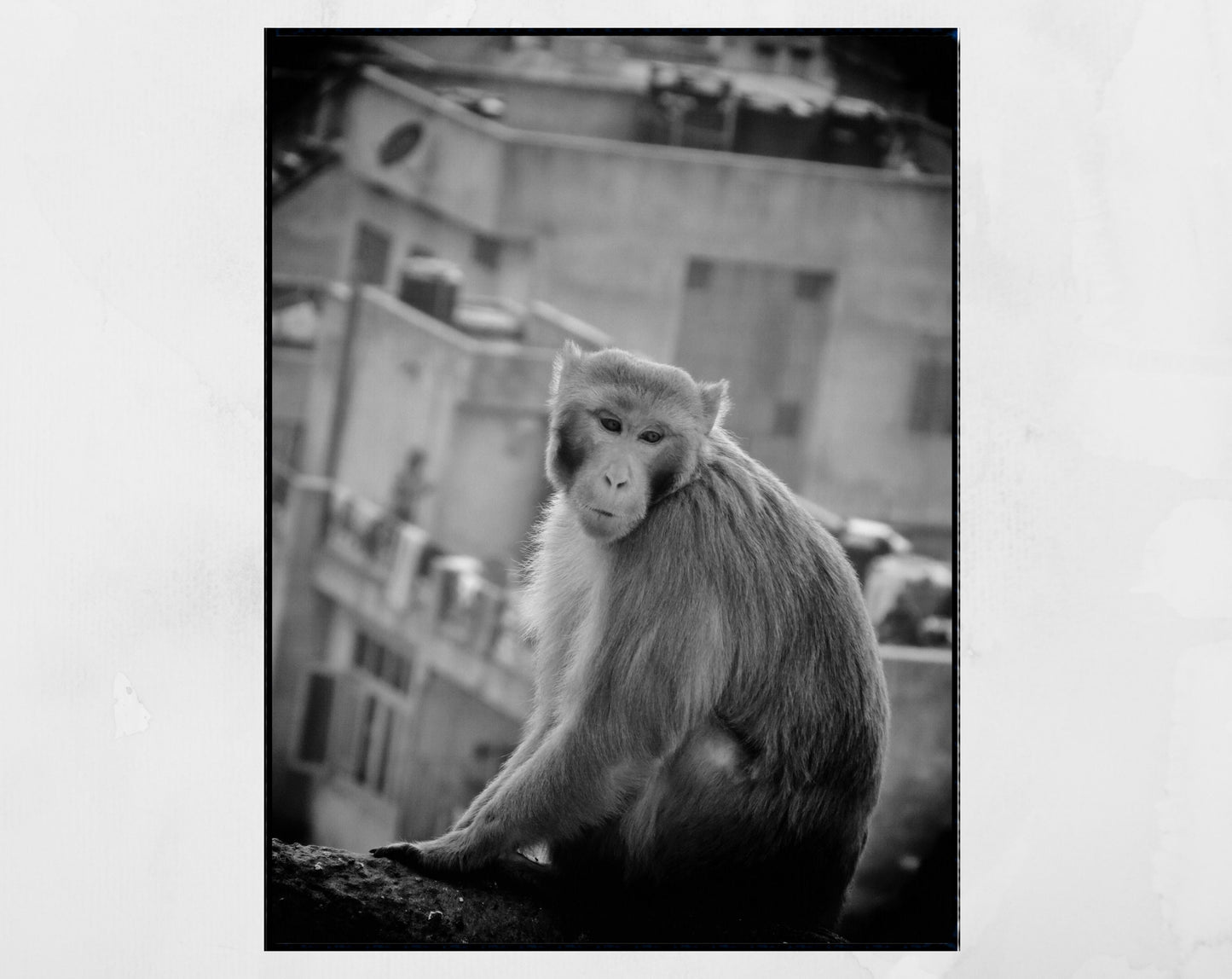 Monkey Print Jaipur India Black And White Wall Art