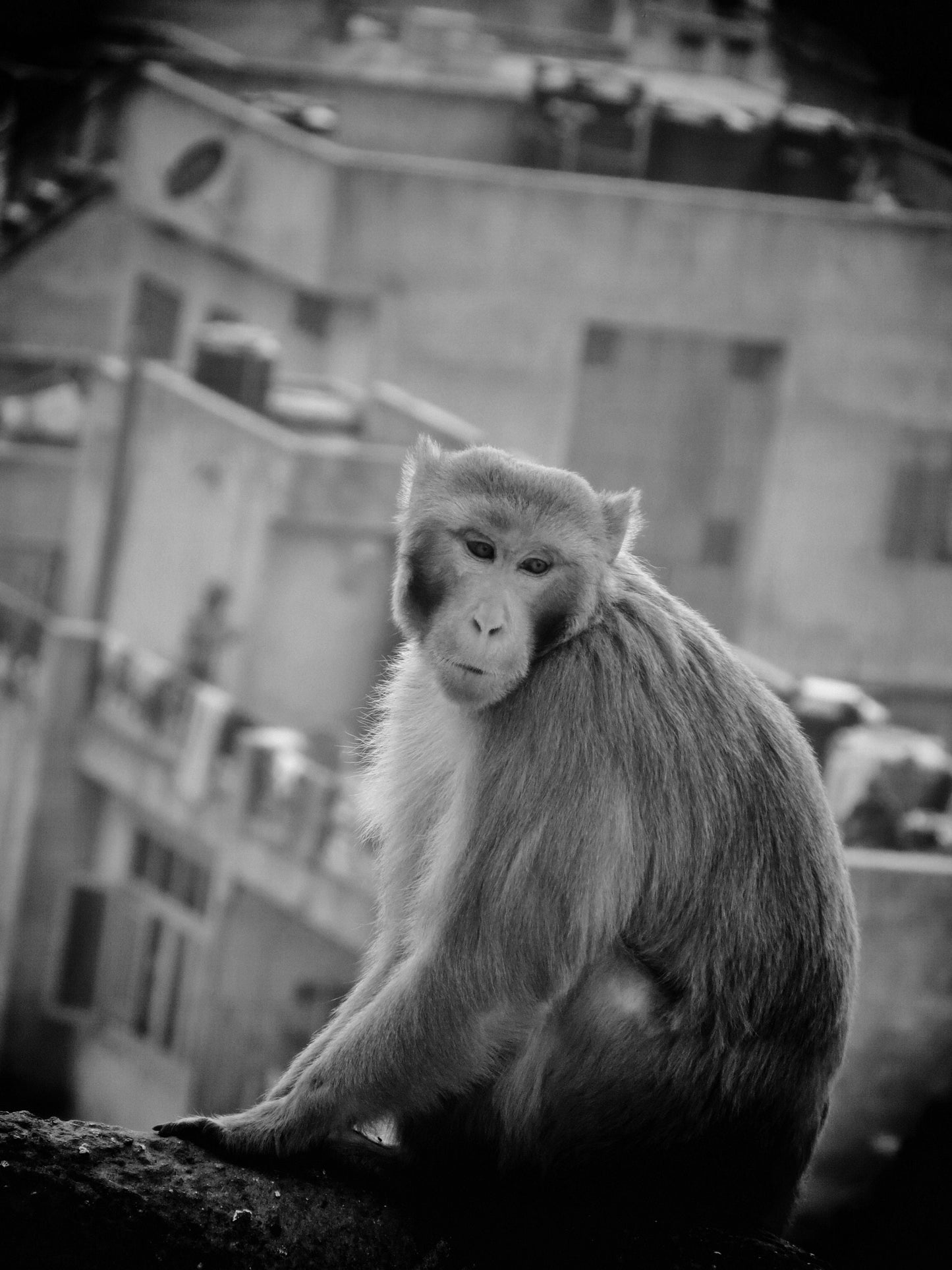 Monkey Print Jaipur India Black And White Wall Art