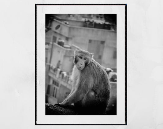 Monkey Print Jaipur India Black And White Wall Art
