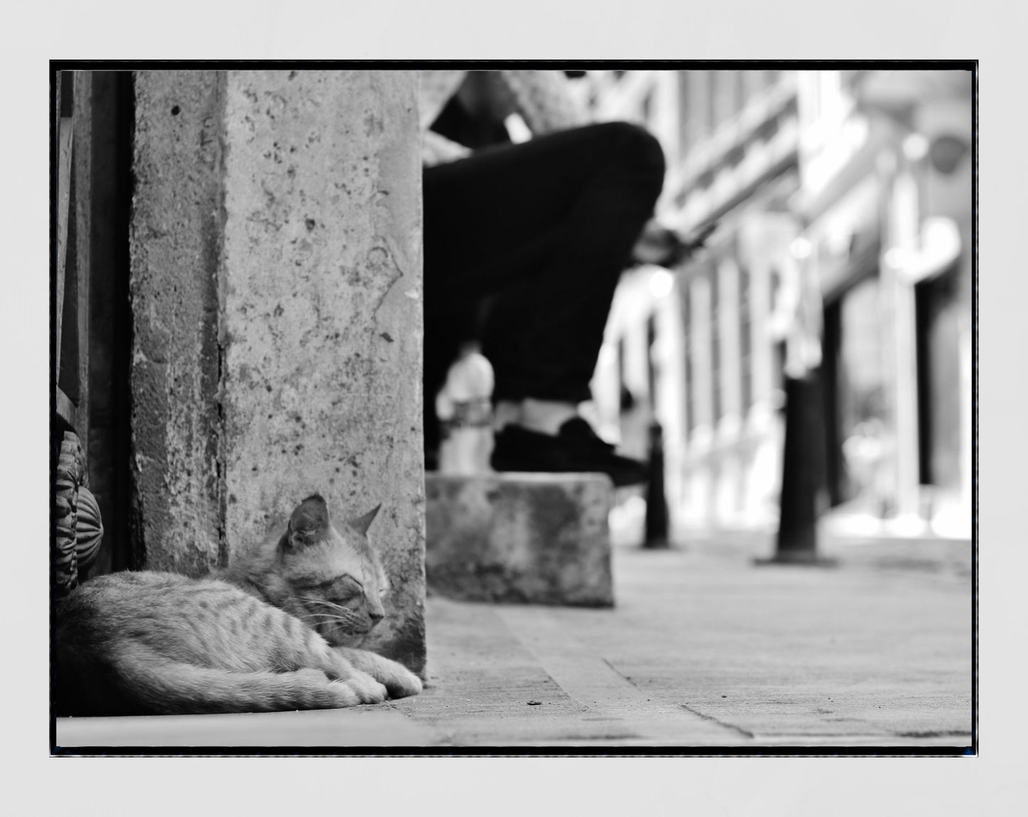 Istanbul Cat Poster Black And White Photography Print