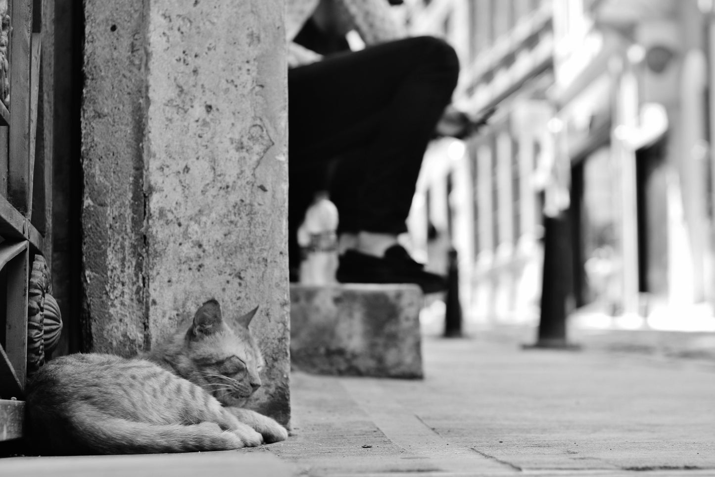 Istanbul Cat Poster Black And White Photography Print