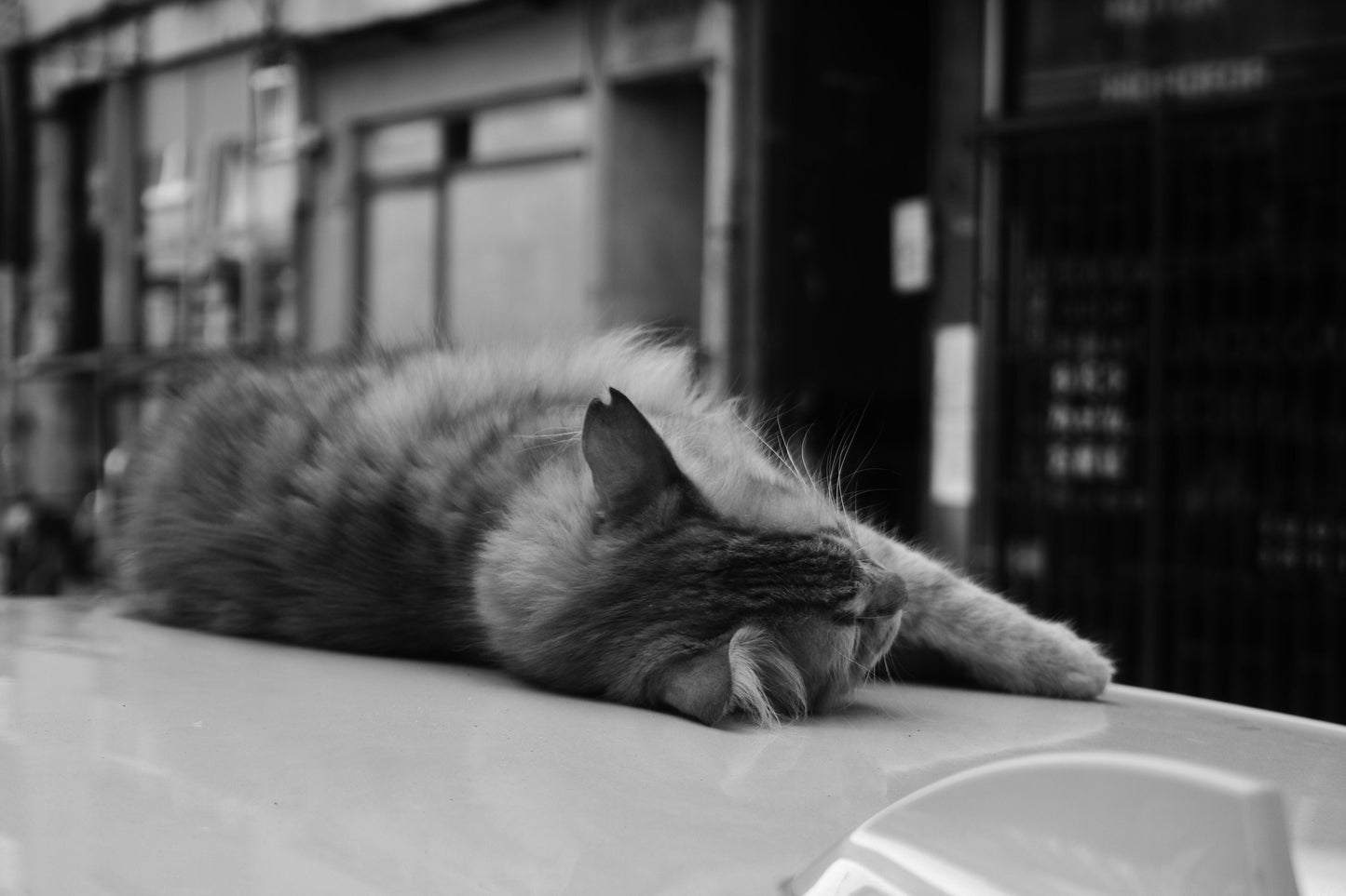 Istanbul Street Cat Sleeping Black And White Poster Photography Print