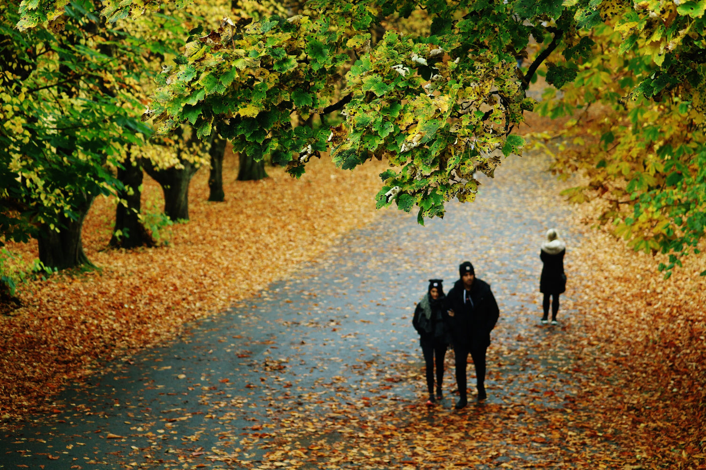 Autumn Fall Glasgow Queen's Park Photography Print Wall Art