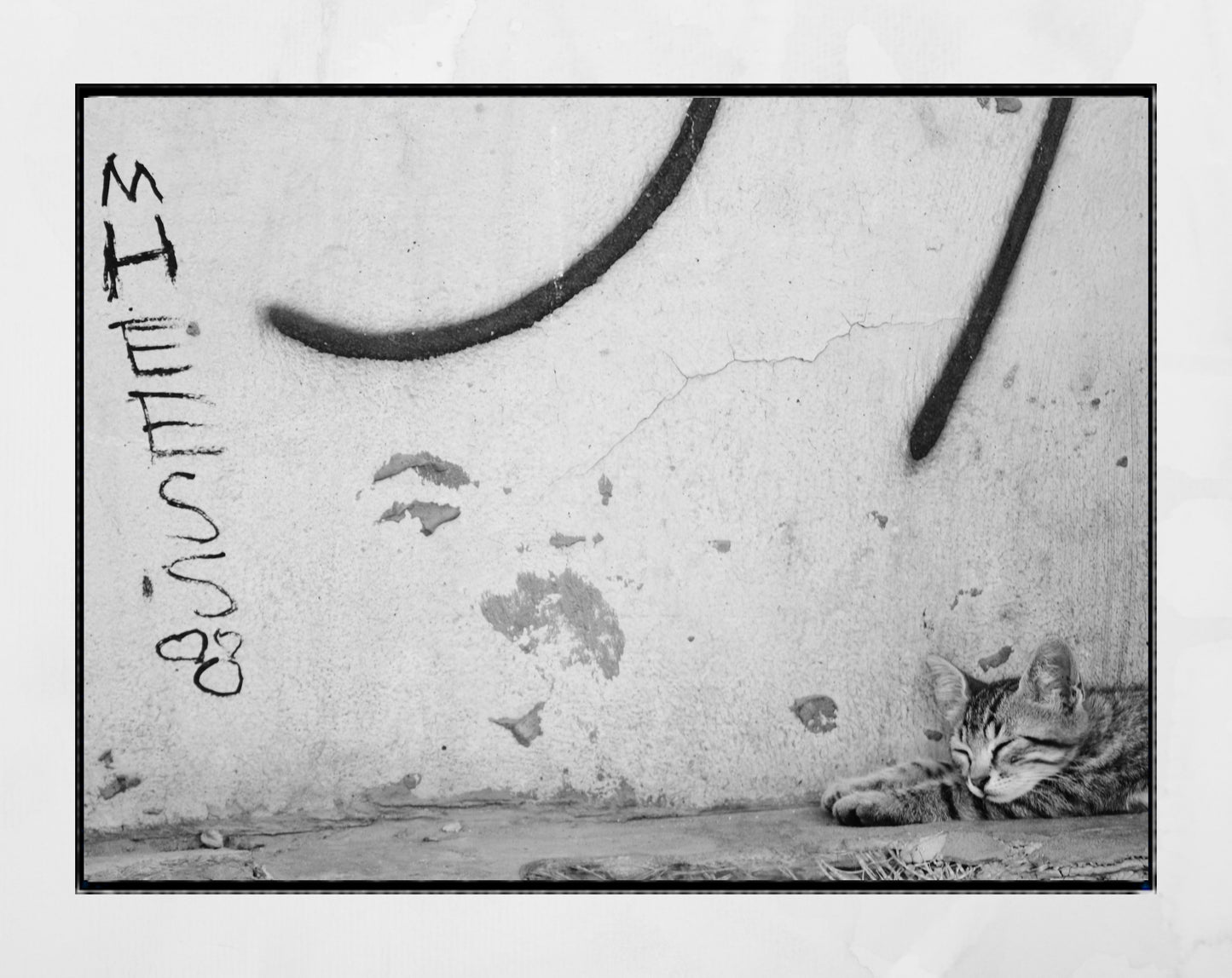 Istanbul Cat Graffiti Street Black And White Photography Print Poster