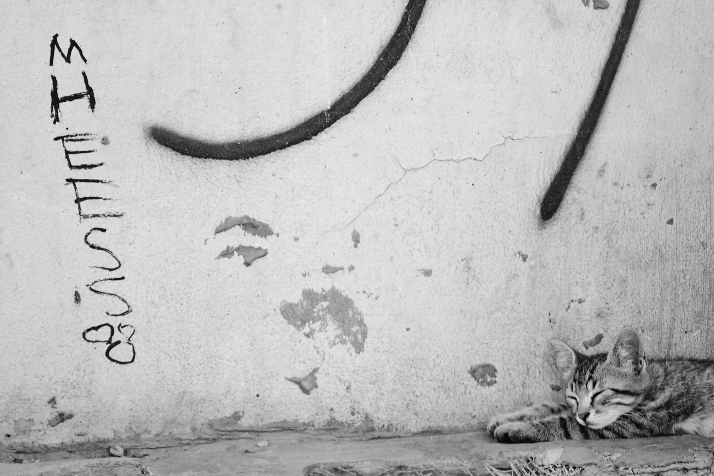 Istanbul Cat Graffiti Street Black And White Photography Print Poster