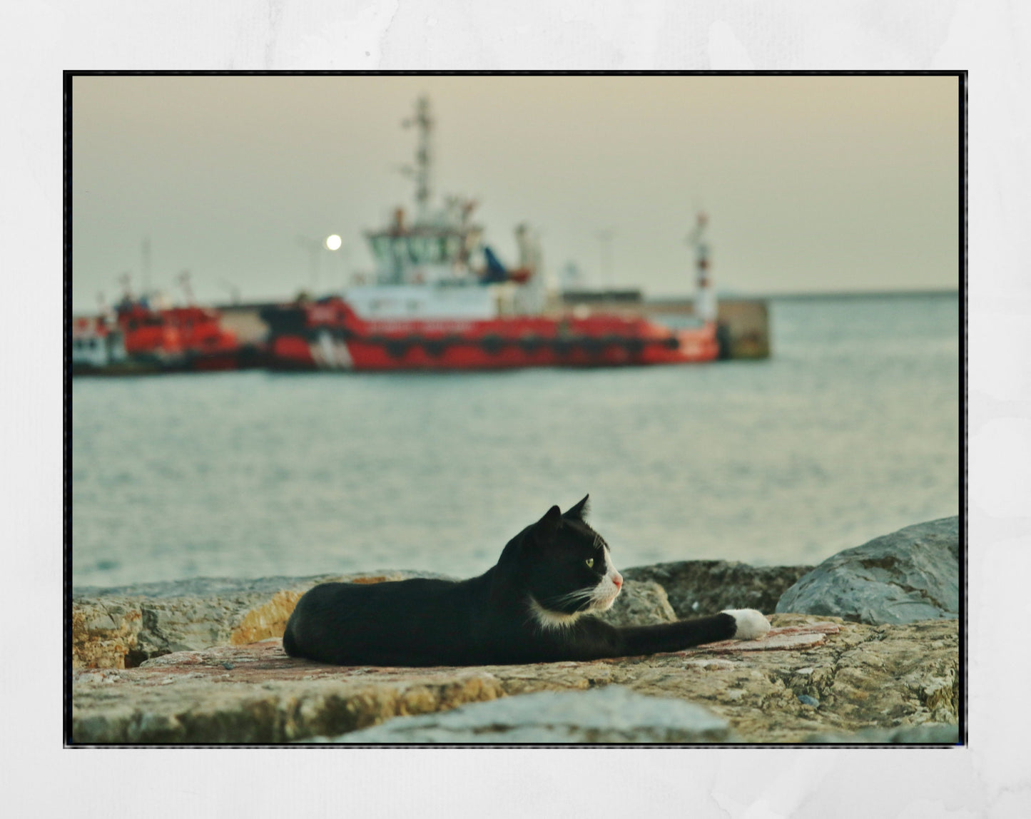 Istanbul Cat Uskudar Bosphorus Poster Photography Print