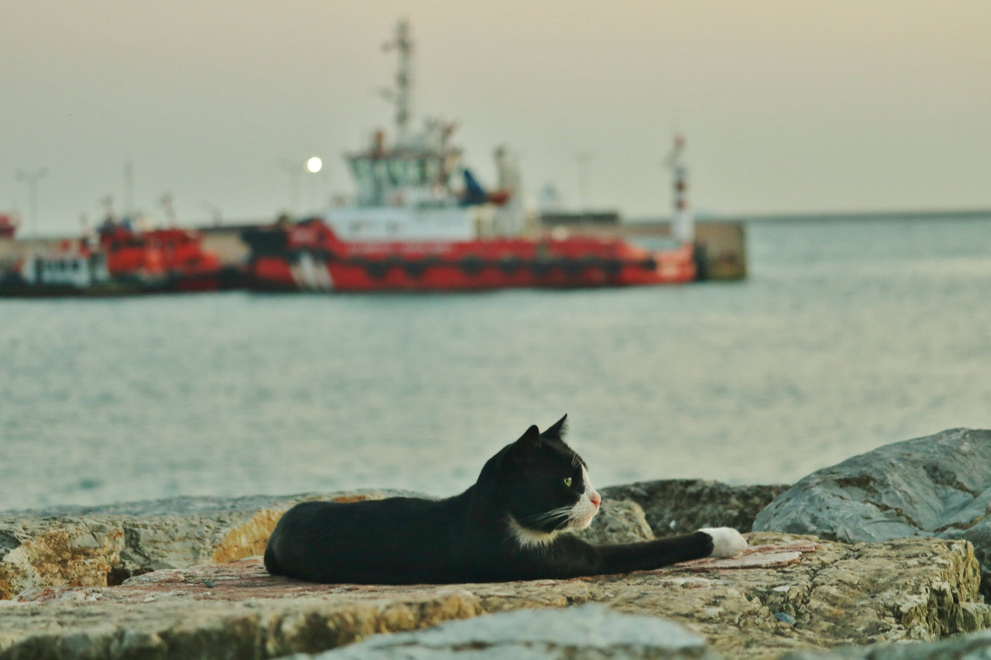 Istanbul Cat Uskudar Bosphorus Poster Photography Print