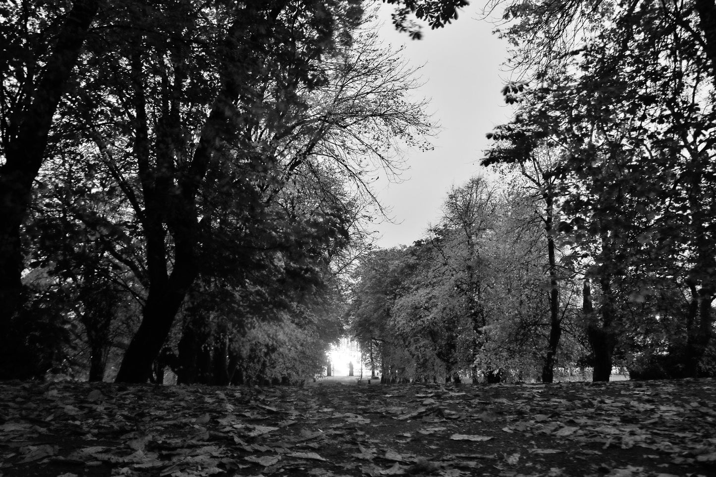 Autumn Fall Glasgow Queen's Park Black And White Photography Print