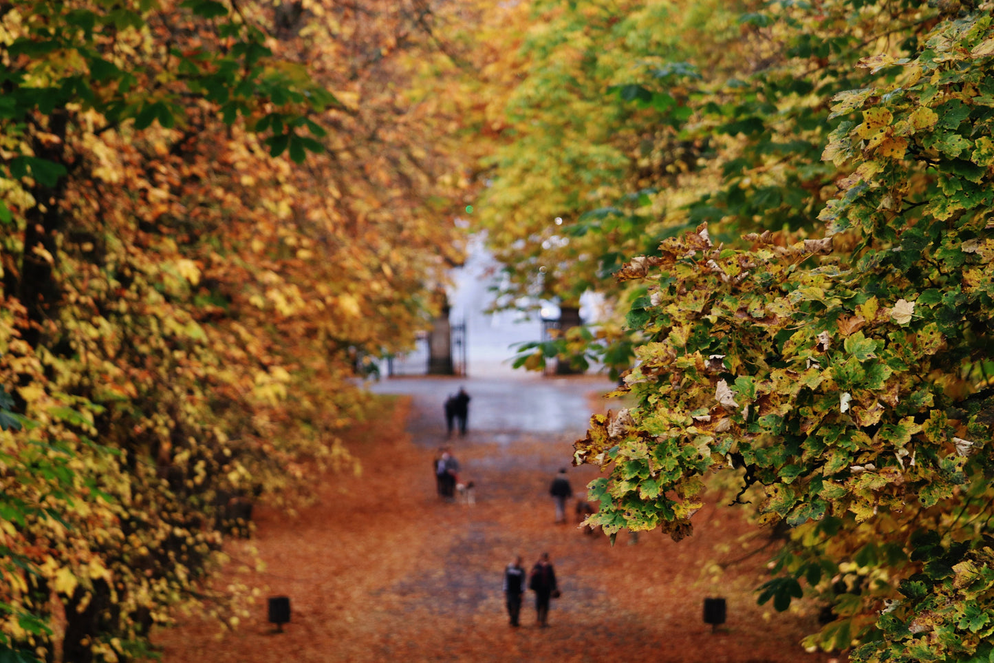Glasgow Queen's Park Autumn Fall Photography Print Poster Wall Art