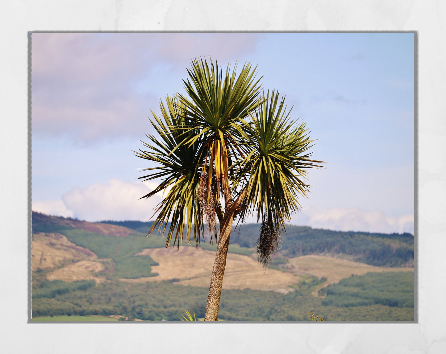 Palm Tree Print Rothesay Poster Isle Of Bute Wall Art
