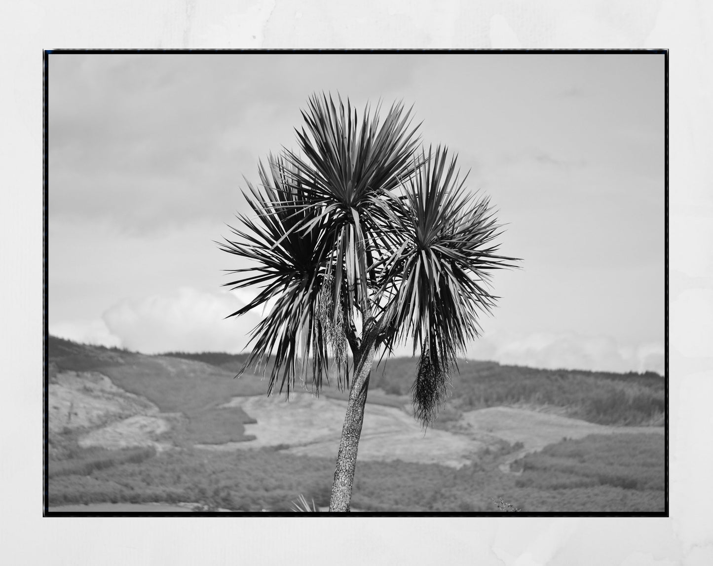 Palm Tree Print Rothesay Poster Isle Of Bute Black And White Wall Art