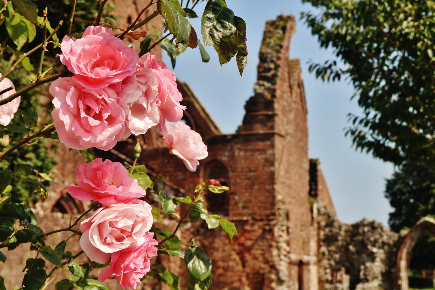 Dumfries Scotland Poster Sweetheart Abbey Rose Photography Print