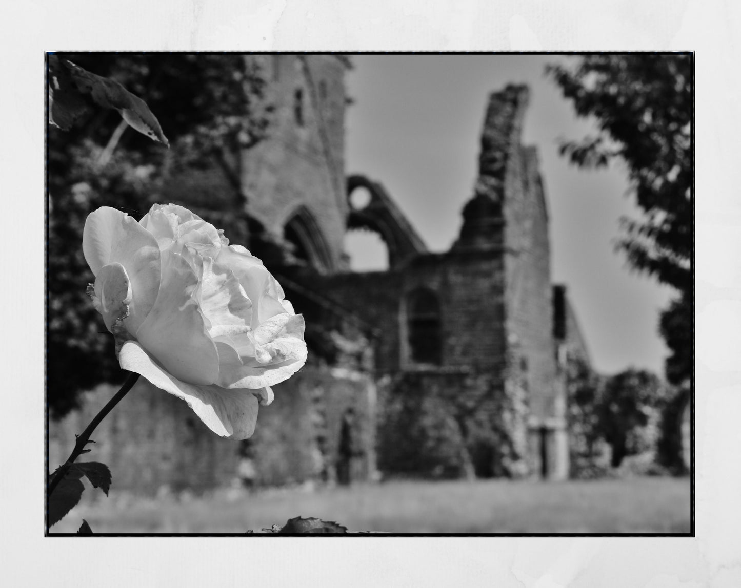 Dumfries Poster Sweetheart Abbey Rose Black And White Photography Print