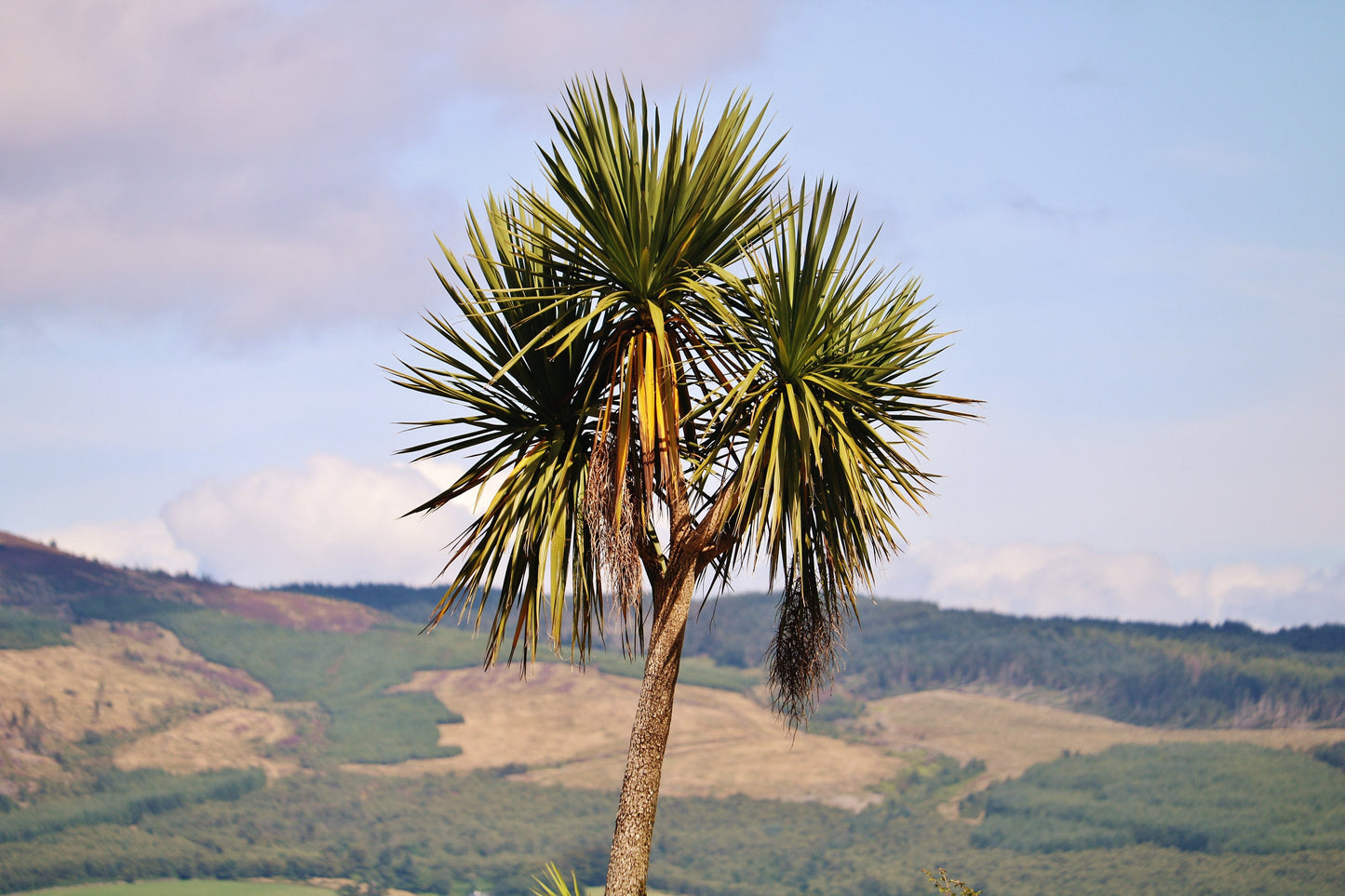 Palm Tree Print Rothesay Poster Isle Of Bute Wall Art