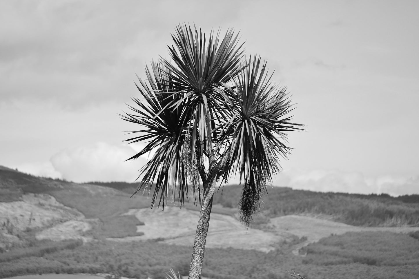 Palm Tree Print Rothesay Poster Isle Of Bute Black And White Wall Art