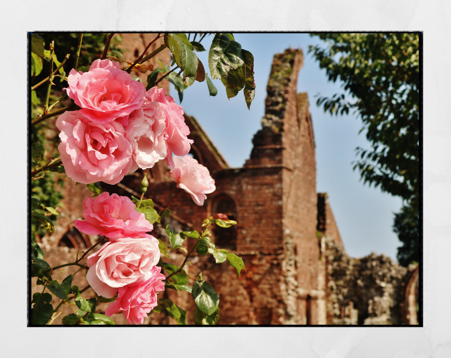 Dumfries Scotland Poster Sweetheart Abbey Rose Photography Print