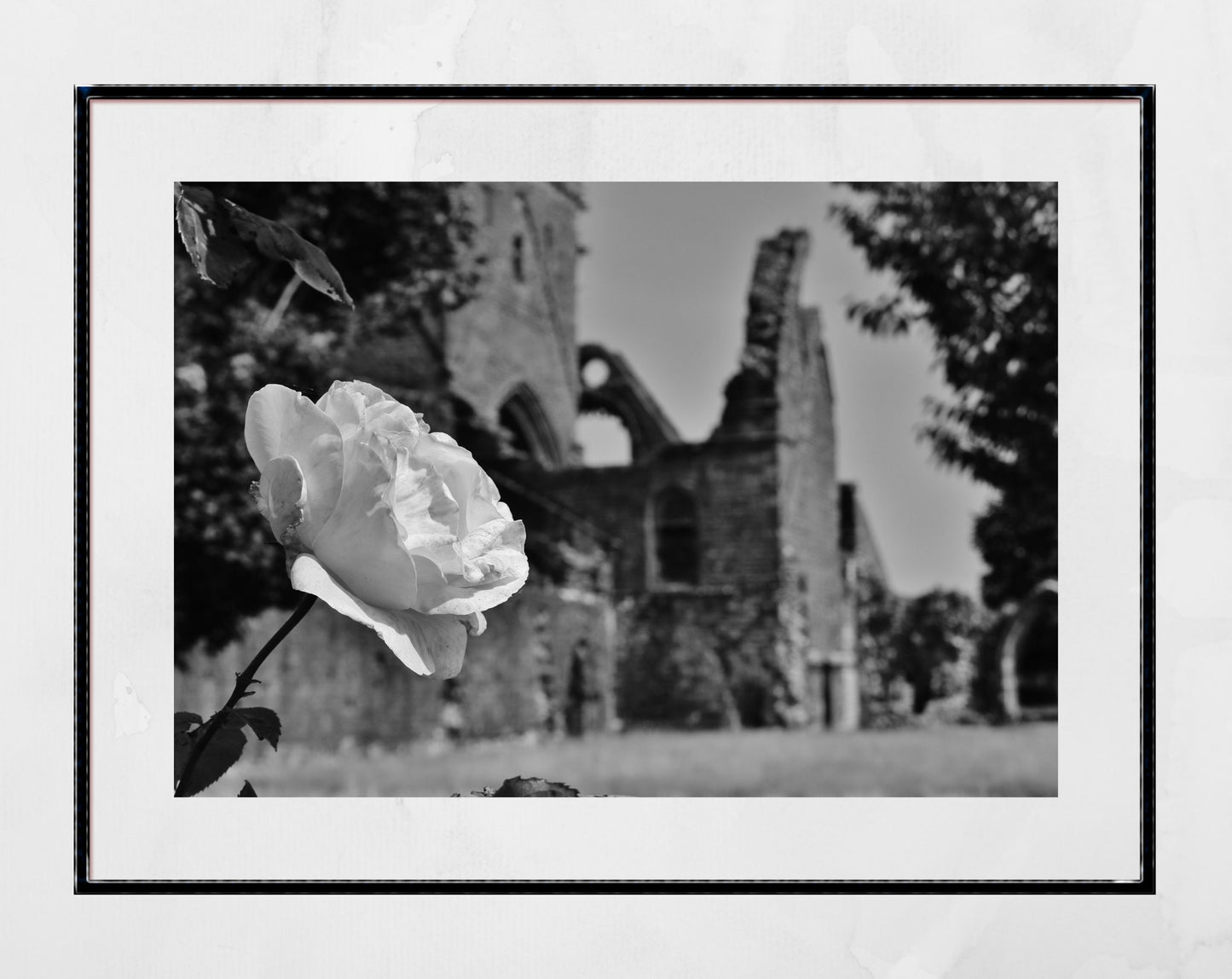 Dumfries Poster Sweetheart Abbey Rose Black And White Photography Print