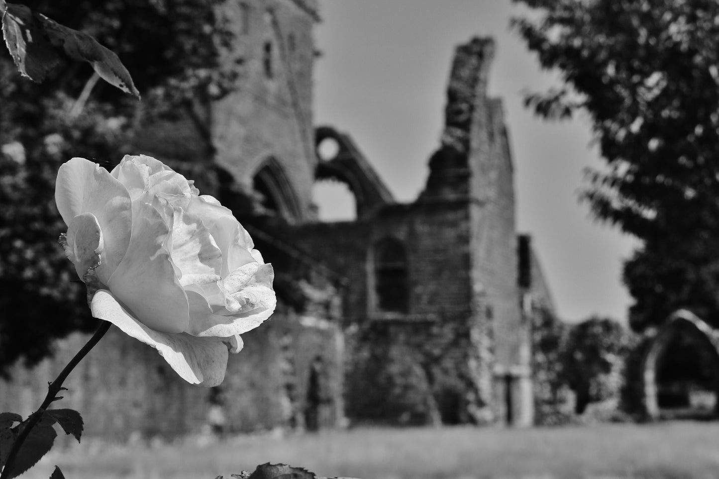 Dumfries Poster Sweetheart Abbey Rose Black And White Photography Print