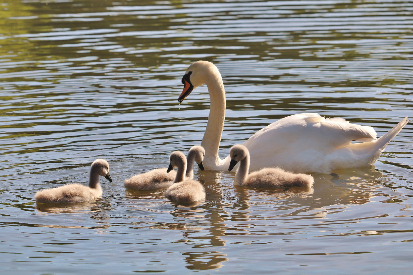 Swan And Cygnets Print Glasgow Queen's Park Photography