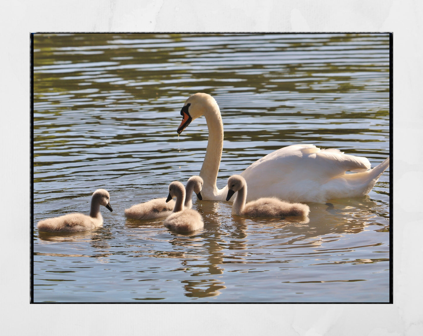 Swan And Cygnets Print Glasgow Queen's Park Photography