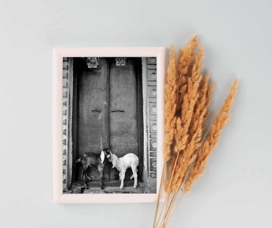 Goat Picture Black And White Varanasi India Poster