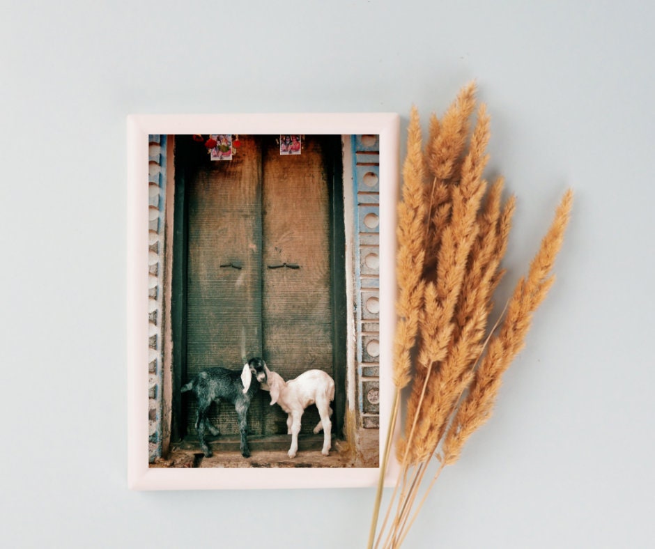 Goat Photography Varanasi India Wall Art
