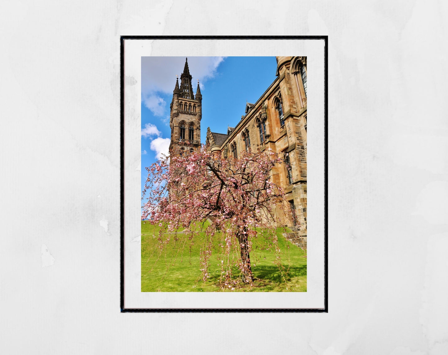 Glasgow University Photography Print Cherry Blossom Tree Wall Art