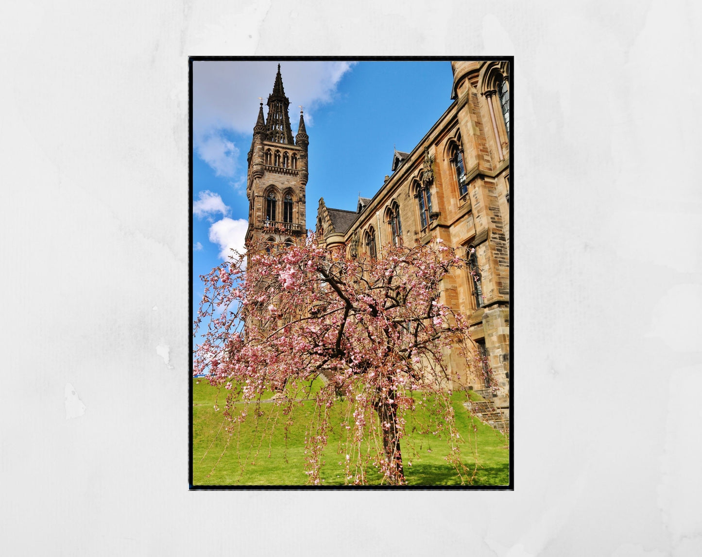 Glasgow University Photography Print Cherry Blossom Tree Wall Art